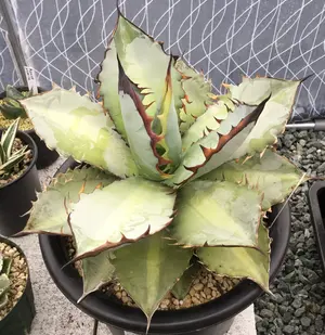 ぷ*ん様 エンコリリウム　ペディセラツム　カキコ　未発根 ぷ*ん様 エンコリリウム ペディセラツム カキコ 未発根 - メルカリ