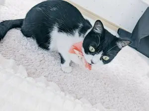 専用ページ】なつめ様 ウィッグオーダー ミルグラム/アマネ - メルカリ