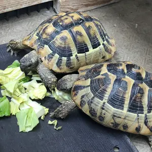 超合金 ヤッターゾウ ヤッターマン ※おまけ 箱 バナナ パイナップル 他