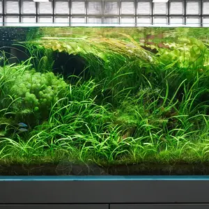 DOOA CELL AMBER (セル・アンバー) - メルカリ