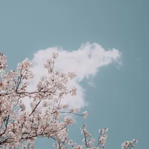 サロモン ベルビュー 148cm ユニオン レガシー セット - メルカリ