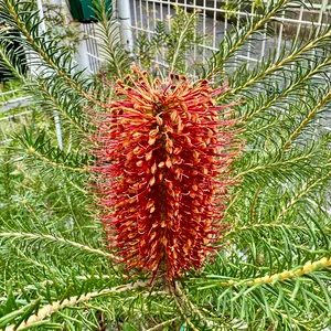 ときさだ様専用 フィカス ルビー 曲がり仕立て 陶器鉢 植え込み発送