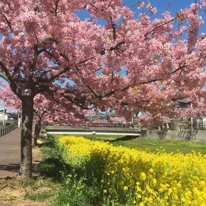 値下げ 上谷沙弥様サイン入りポートレート➕女子プロレスRING PLUS最新
