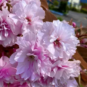 Sakura 即購入大歓迎