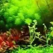 (超メルカリ市価格)　　２S約１５０Lヤシガラハスクチップ 超メルカリ市価格) 2S約150L ヤシガラハスクチップ① - メルカリ