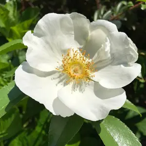 信楽 土門拳 大型本 昭和54年発行 - メルカリ