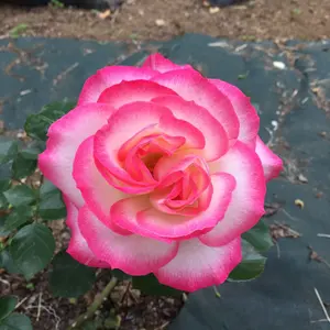 今井寿 宇野亜喜良 コラボトートバッグ - メルカリ