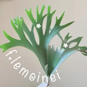 OC子株 platycerium ginka 銀華 pup ギンカ47ビカクシダ OC子株 platycerium ginka 銀華 pup ギンカ47ビカクシダ - メルカリ
