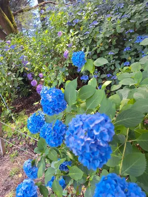 OUTDOOR PRODUCTS×二宮こずえ コラボ DISCUS パーカー - メルカリ