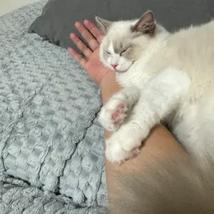 もっち