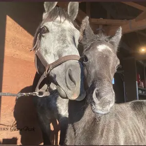 希少 ゴールドシップ アイドルホース 宝塚記念 ぬいぐるみ 競馬 ウマ娘