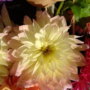 ダリア【プロフ一読お願いいたします】