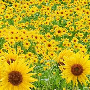 ☆あーちゃん☆