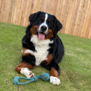 ロイヤルカナン ミニステアライズド 小型犬 10ヵ月齢以上 8kg Amazon.co.jp: ロイヤルカナン CCN ミニステアライズド 8kg