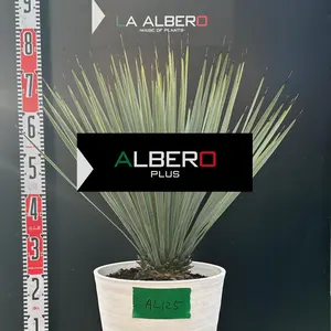 【AL875】ユッカ　リギダ　極太 AL875】ユッカ リギダ 極太 AL875】ユッカ リギダ AL875】ユッカ