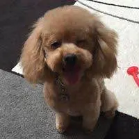 ダンスウィズドラゴン クロコパターン ボーン 黒 ボストンバッグ