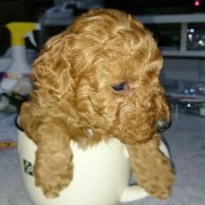 コンバイン CA215 引取り限定 袋取り こぎ深さ自動 動作異常なし