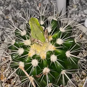 イチジク　イラキ　イエローロングネック　アーチペル　シャーアンバー　挿木　苗 イチジク イラキ イエローロングネック アーチペル シャー