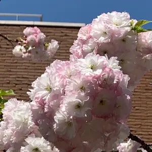 難あり 櫻井敦司 2004年 悪魔とフロイト メモカ BUCK-TICK