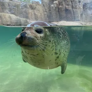 森のクリスマスツリー もみの木スワッグ フレッシュグリーンスワッグ