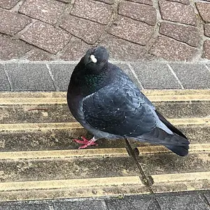 臣