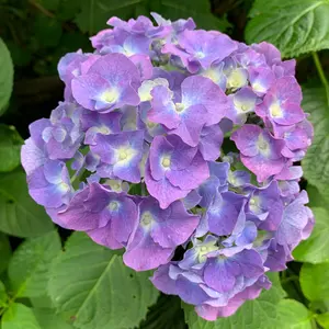 あんちりおん 超希少品 花輪和一サイン落款入り あんちりおん 超希少品 花輪和一サイン落款入り - メルカリ