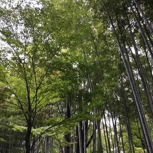 MAATEE&SANS 25AW FISH TAIL リネンカシミア ブラック1 - メルカリ