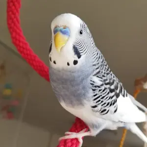 ①hiyuno_14様オーダー専用ページ バードアスレチック ハンドメイド