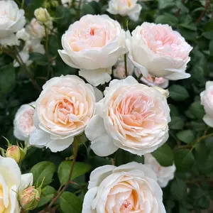 赤本　まとめ売り【バラ売り可】 まとめ売り可バラ売り可