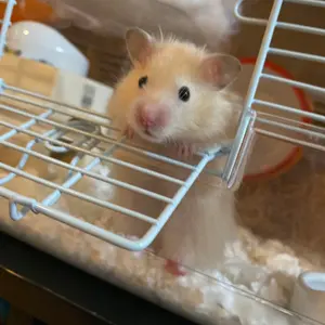 ごくせん 第2シリーズ（2005）＋ 第3シリーズ（2008）DVDセット - メルカリ