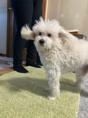 影片みか 誓約 ハート缶バッジ あんスタ まとめ売り 偶像夢幻祭 - メルカリ