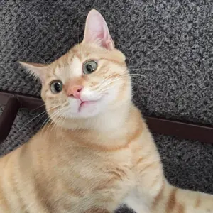 ko-cha★お気軽にコメントどうぞ