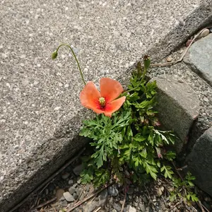 ハーヴィーメイス H. Mace フェザーピアス 羽根 インディアン