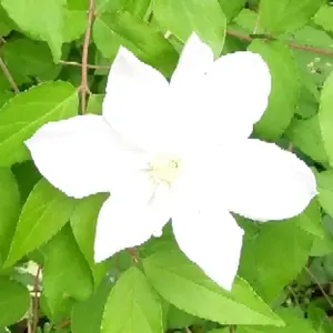 ミナペルホネン&音の絵&Pjc&点と線模様製作所 ハンドメイド フリー