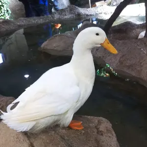 ヤマ【即購入OK!】