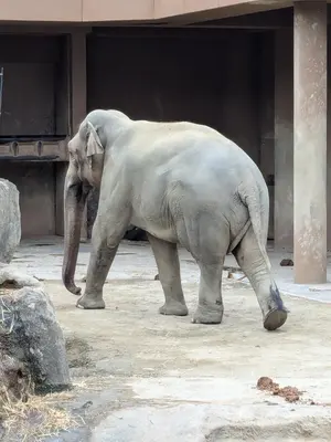 希少「中国聖獸 白澤(ハクタク)」置物内藤記念資料館 希少「中国聖獸 白澤(ハクタク)」置物内藤記念資料館 - メルカリ