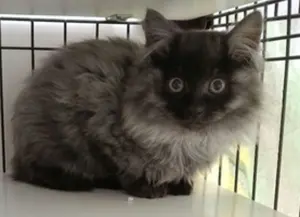 Peace 75th anniversary ゴールド レア缶 - メルカリ