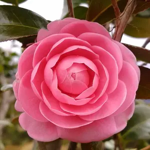 ぽよ＊プロフ参照