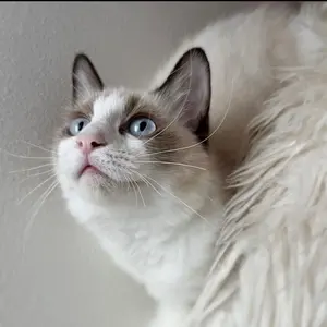 値下中！】蟲神器 LR 36枚まとめ売り - メルカリ