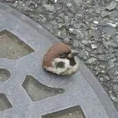 Z/X】 ホログラム フォース エヴォルシード ES 大量 まとめ売り ゼクス