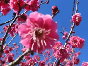 アオのハコ 全22巻【全て初版】 蝶野雛ポストカード付き【23日まで出品】 アオのハコ 全22巻【全て初版】 蝶野雛ポストカード付き【23日まで出品