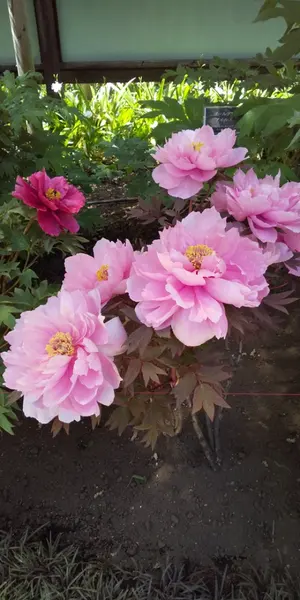 高級ジャケット】タケオニシダ ジャケット開閉部分紐を