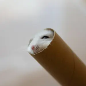 アトリエダーム バニースーツ バニーガール 6号 Tバックタイプ カフス