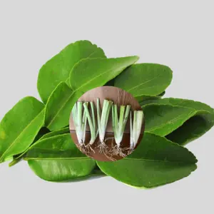 無農薬レモングラス苗／初心者でも簡単栽培5本＝650円 - メルカリ