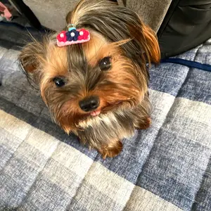 barlovedogルイヴィトン　南京錠　2セット　美品！ barlovedogルイヴィトン 南京錠 2セット 美品！ LOUIS VUITTON