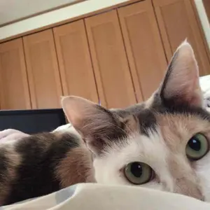 BBM ラグビー 南アフリカ マルコムマークス 直筆サイン カード - メルカリ