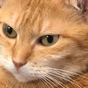 卯月コウ ヴィレッジヴァンガード 缶バッジ - メルカリ