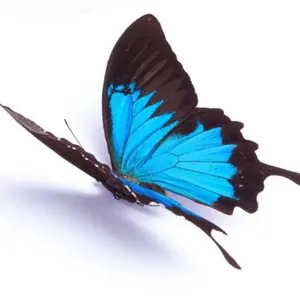 √butterfly@shop セール中