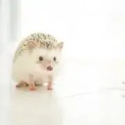 魔入りました！入間くん　缶バッジ10個　バラム・シチロウ　はなびより 魔入りました！入間くん 缶バッジ10個 バラム・シチロウ はなびより