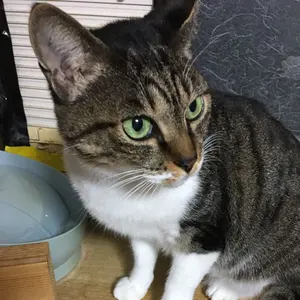 Les Garçons-Bonbons 3 遮那王 DVD - メルカリ